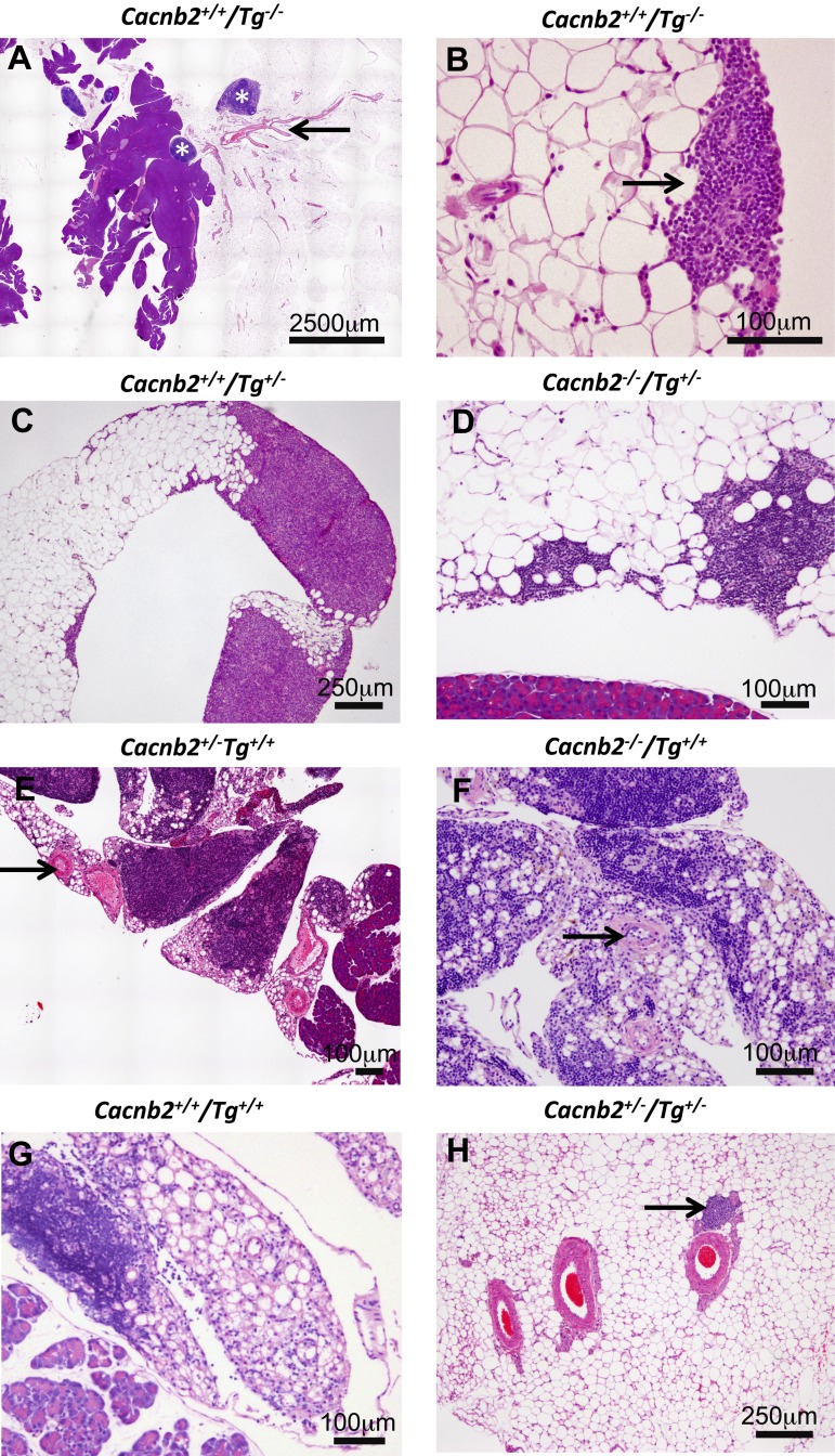 Fig. 8.