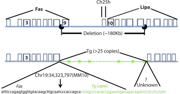 Fig. 13.