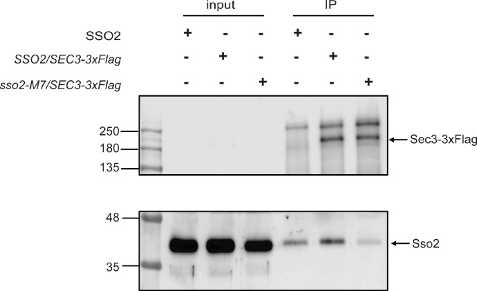 Figure 8—figure supplement 2.