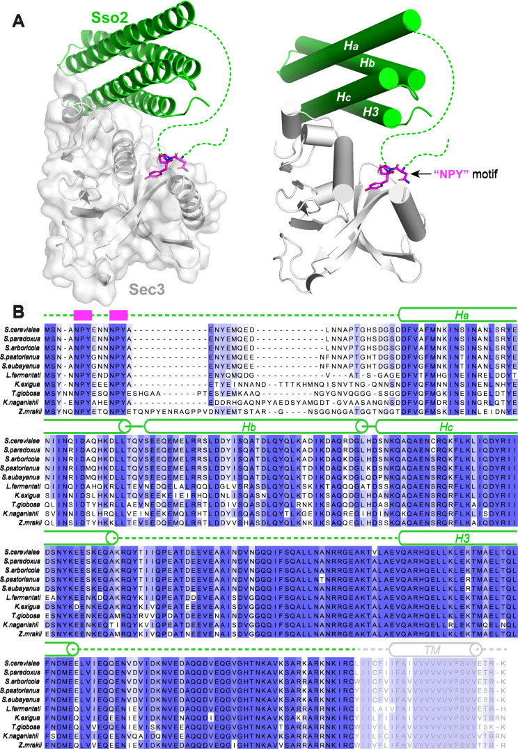 Figure 2—figure supplement 1.