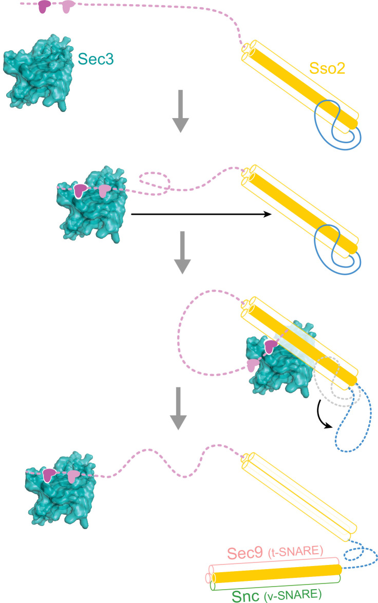 Figure 9—figure supplement 1.