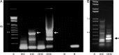 FIGURE 4.