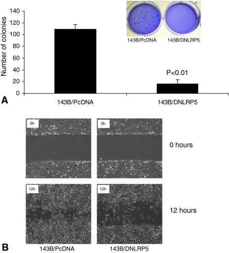 Fig. 4A–B