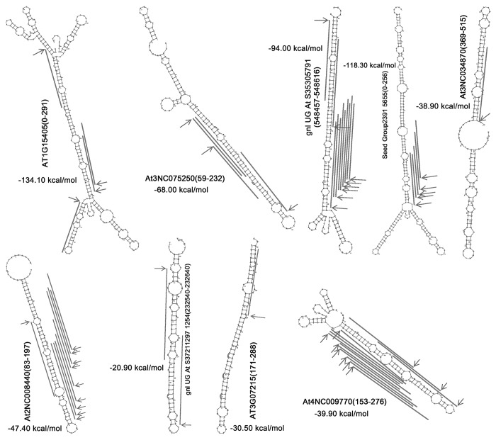 graphic file with name rna-11-373-g6.jpg