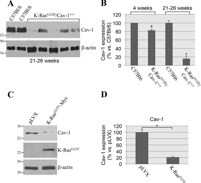 Figure 11.