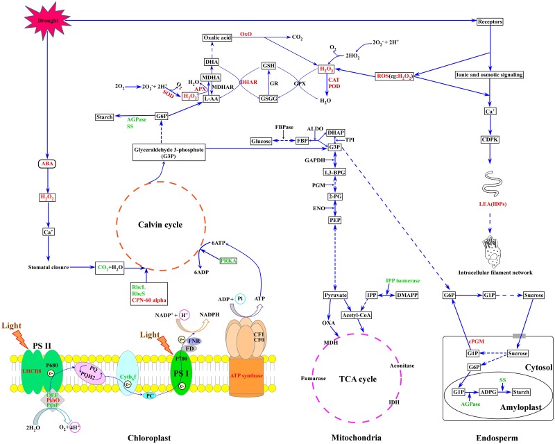 FIGURE 7