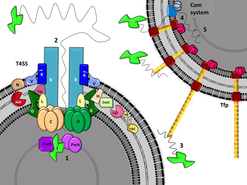 Figure 13.2