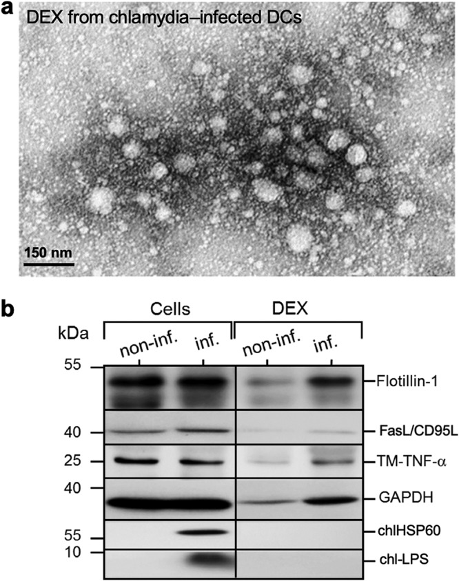 FIG 2