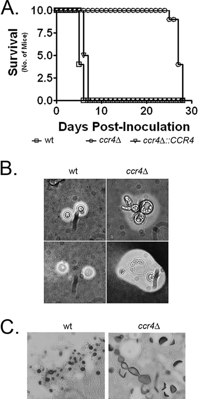 FIG. 8.