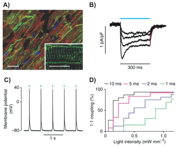 Figure 11