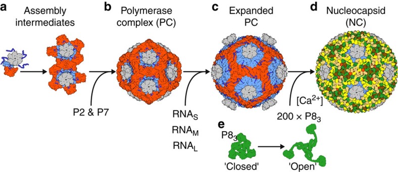 Figure 5