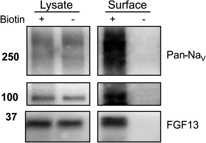 Fig. S4.