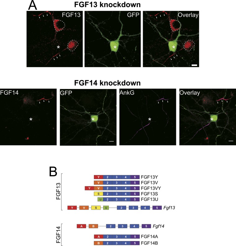 Fig. S1.