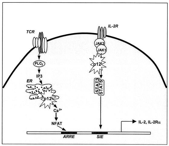 FIG. 3.