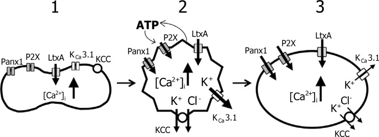 Fig. 3