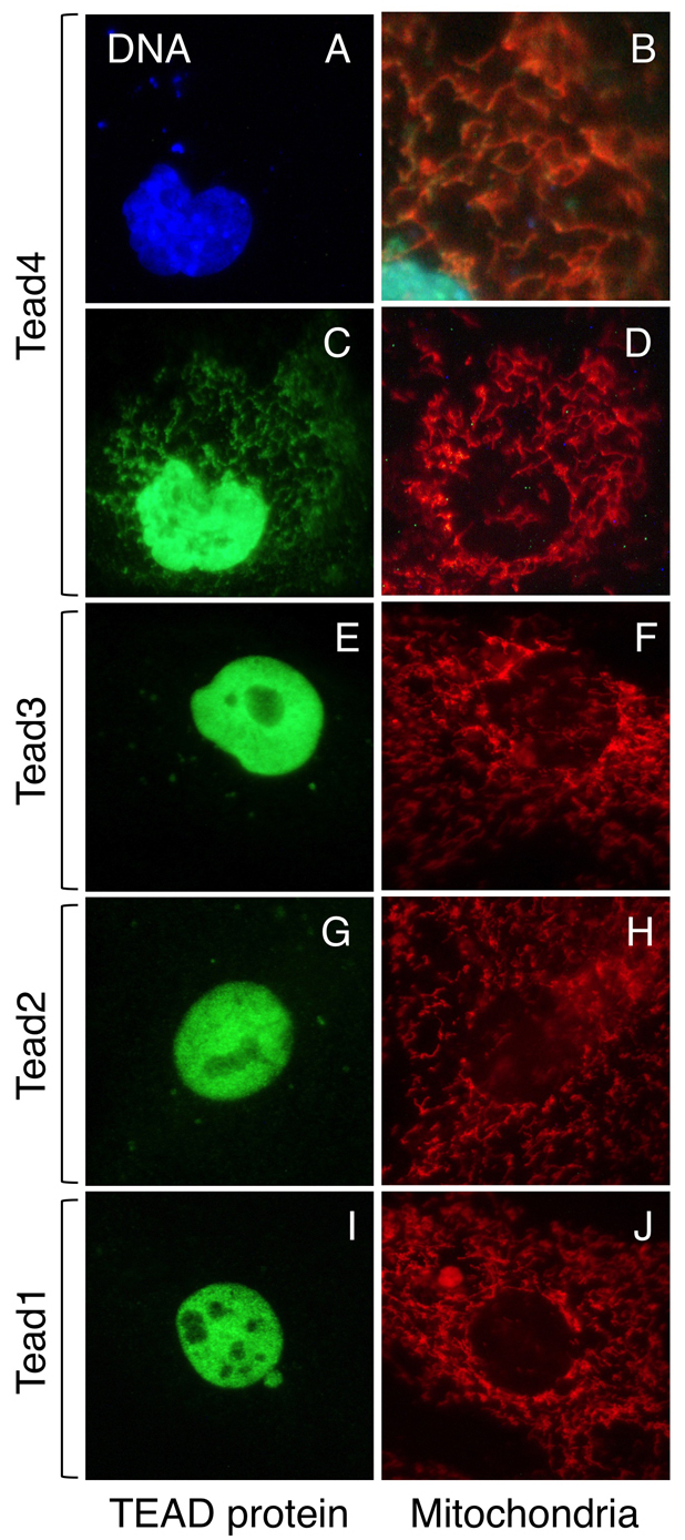 Fig. 8.