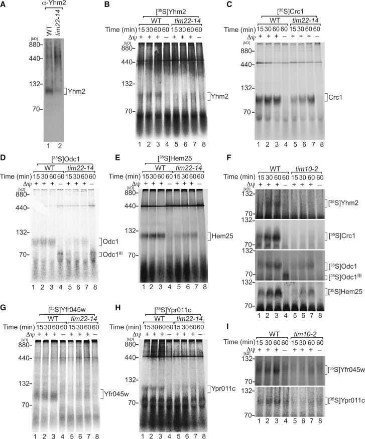 Figure 2