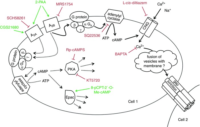 Figure 7