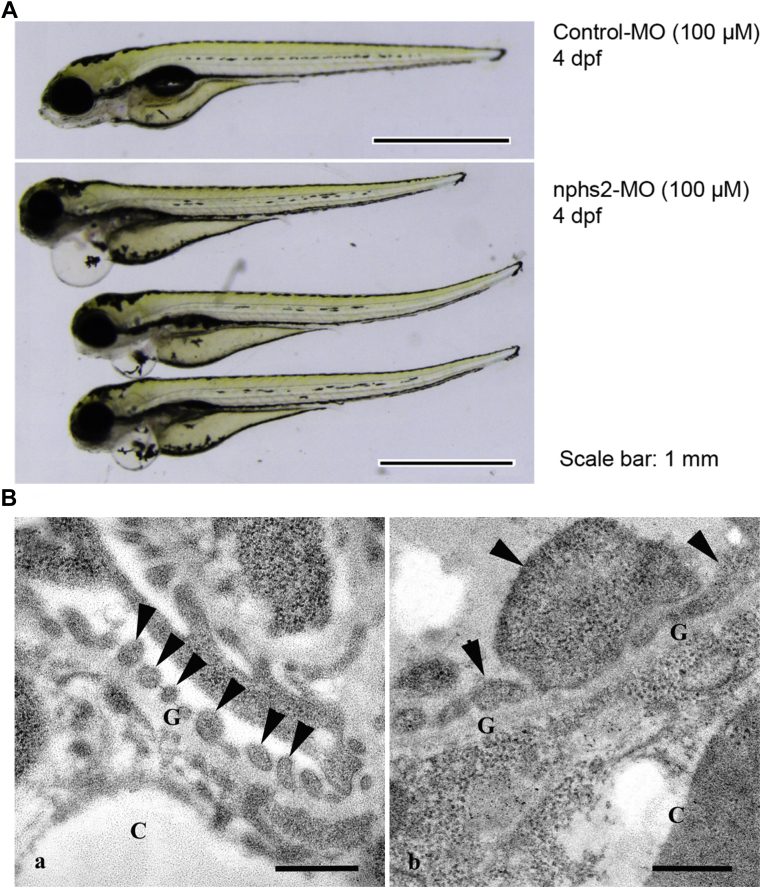 Figure 6