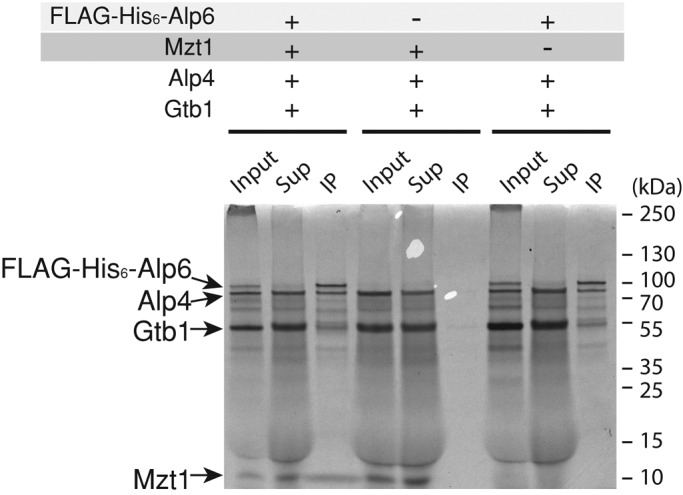 FIGURE 4: