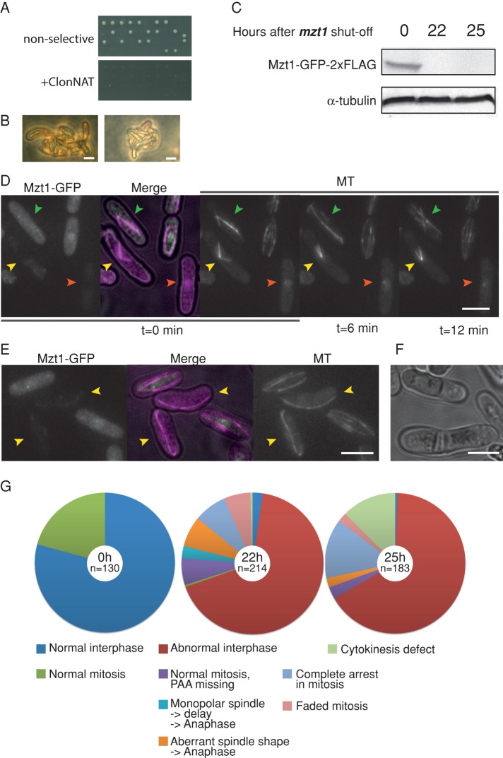 FIGURE 3: