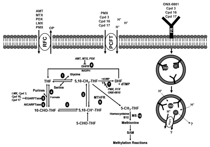 graphic file with name cbt-13-1355-g2.jpg