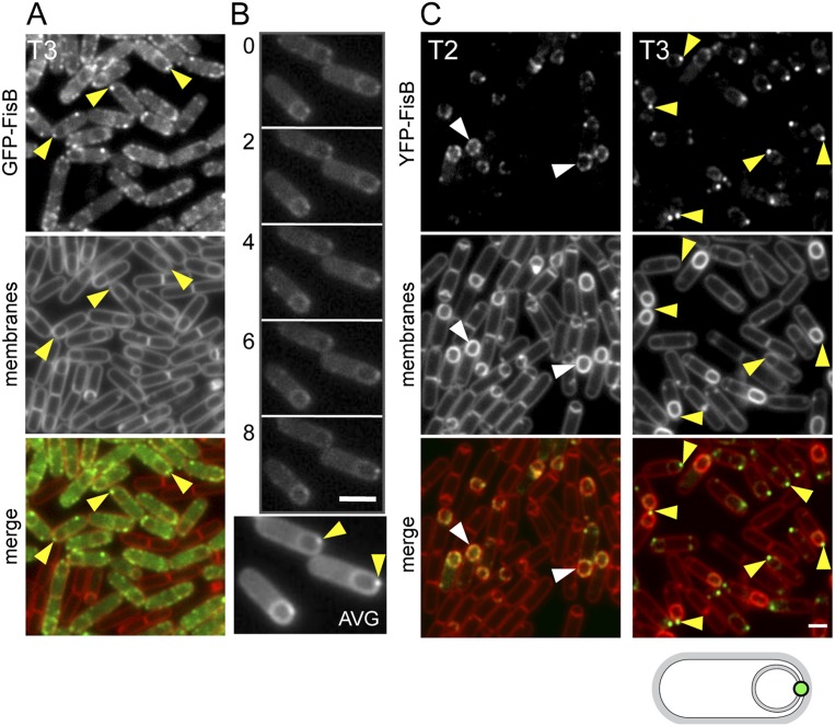 Figure 3.