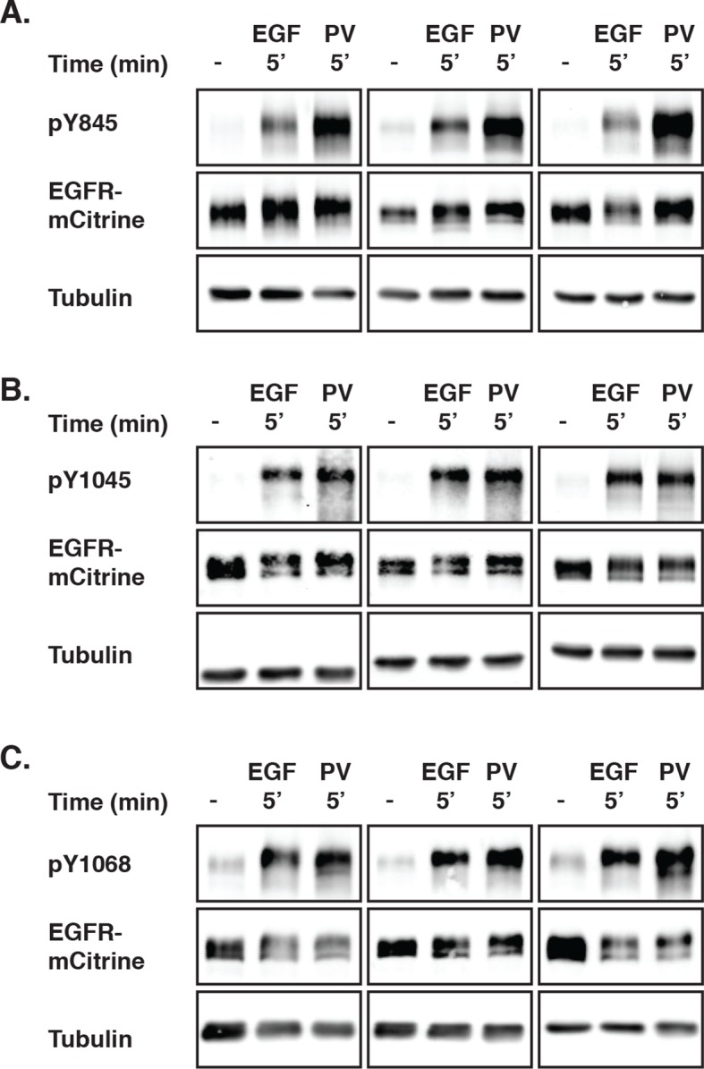 Figure 1—figure supplement 3.