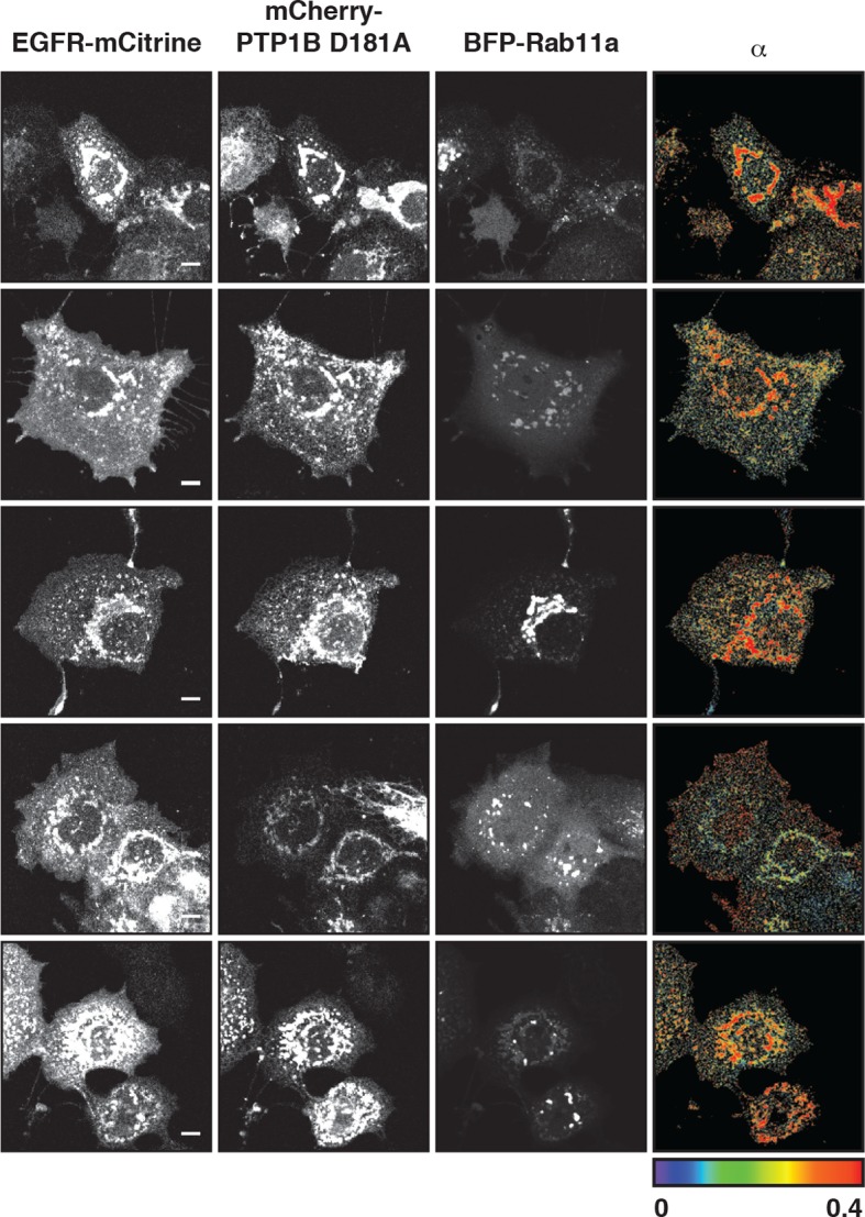 Figure 4—figure supplement 3.