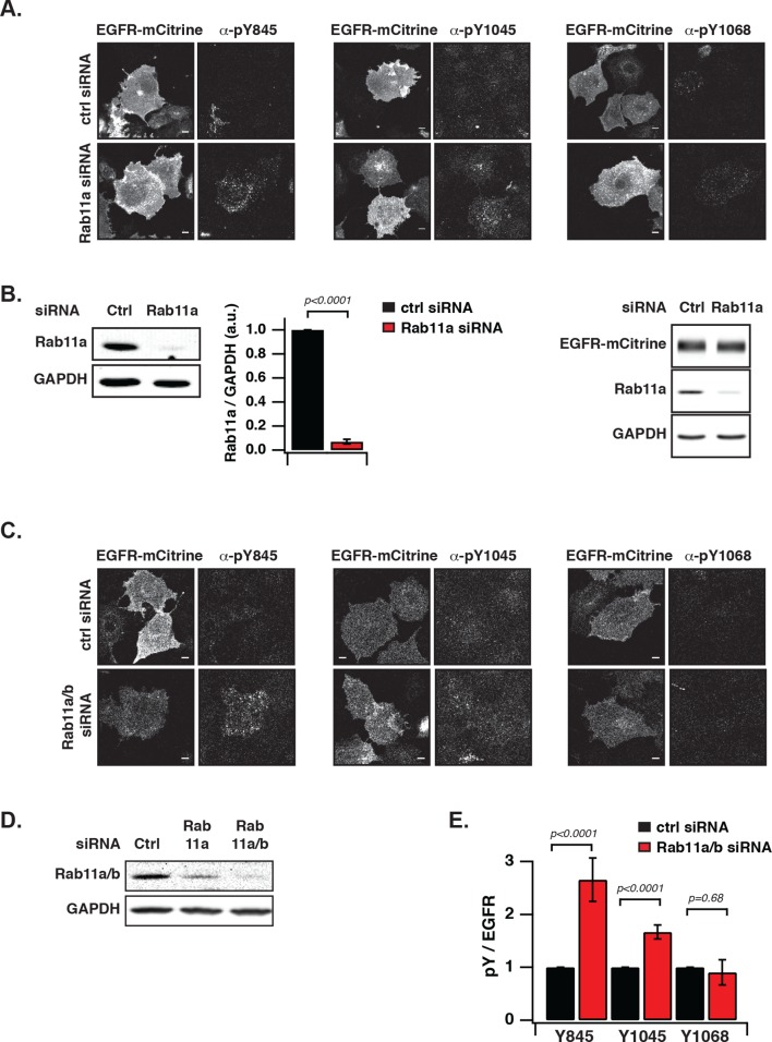 Figure 4—figure supplement 1.