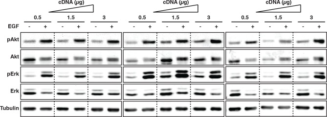 Figure 1—figure supplement 4.