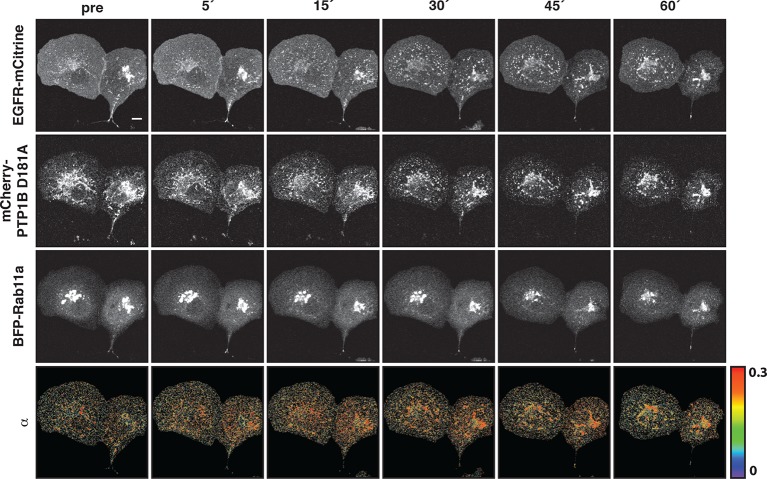 Figure 5—figure supplement 4.