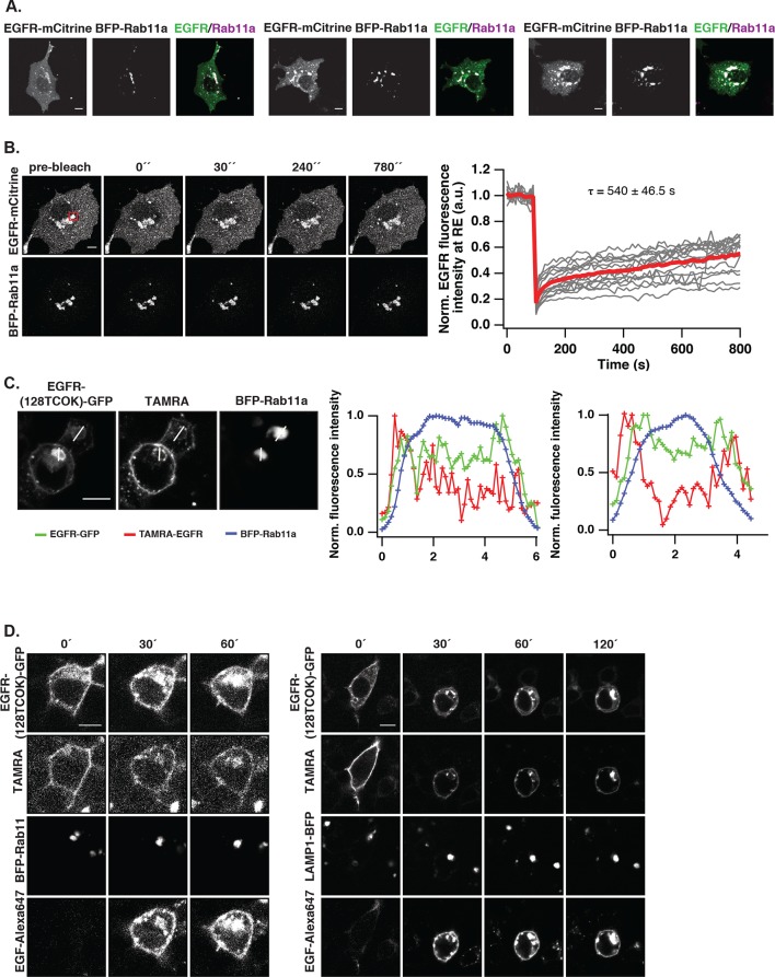 Figure 3—figure supplement 1.