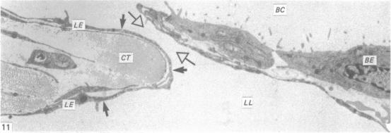 Fig. 11