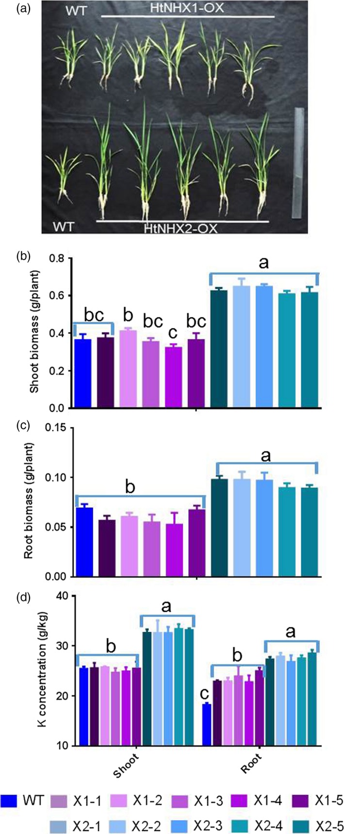 Figure 5