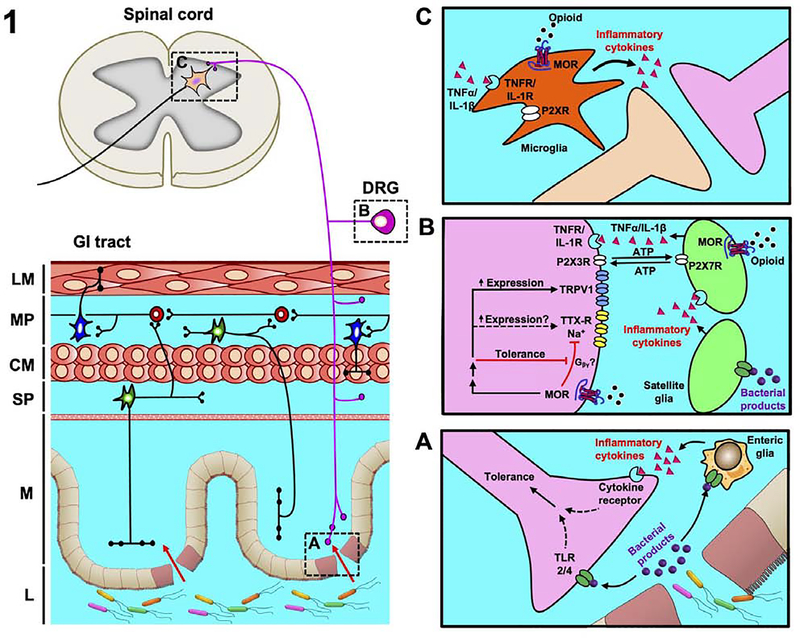 Figure 1: