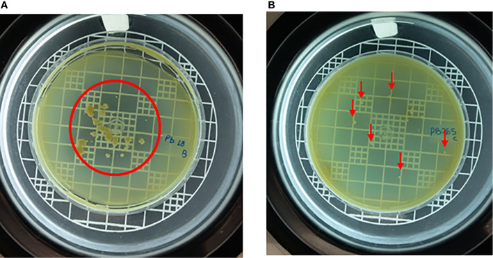 Figure 6