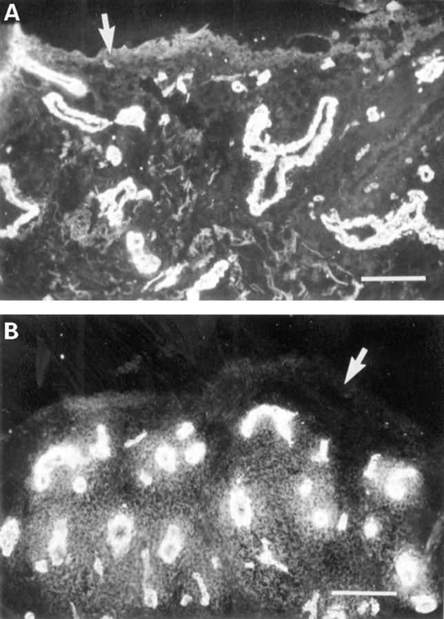 Figure 3  