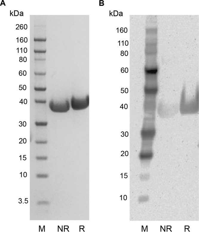 FIG 1