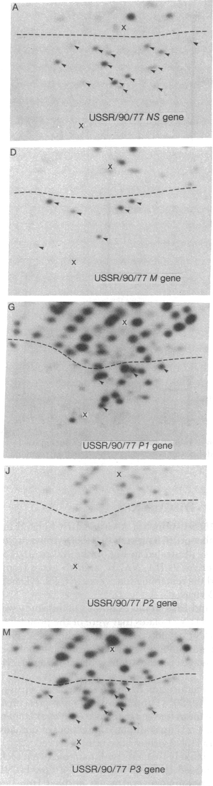 graphic file with name pnas00012-0533-a.jpg