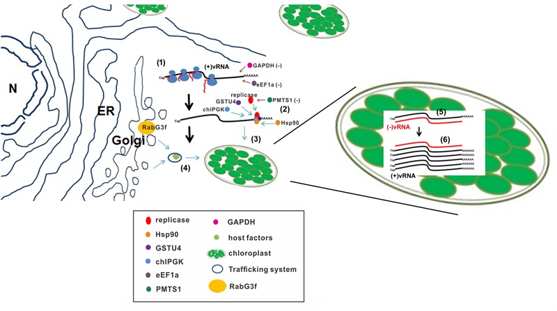 FIGURE 1