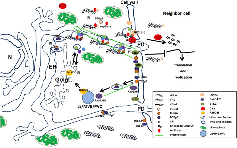 FIGURE 2