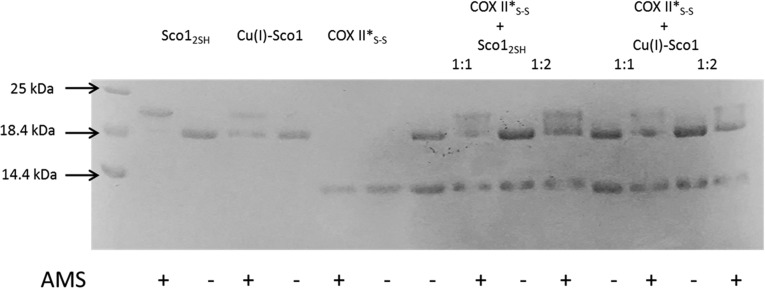 Fig. S8.