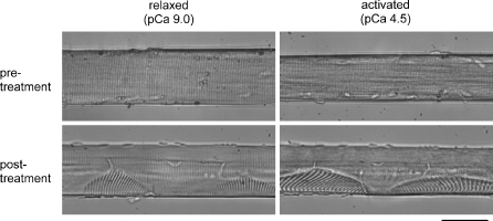 Fig. 4