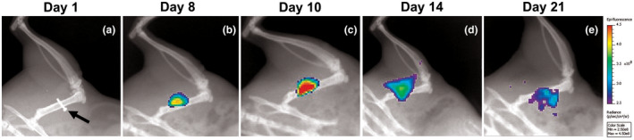 FIGURE 4