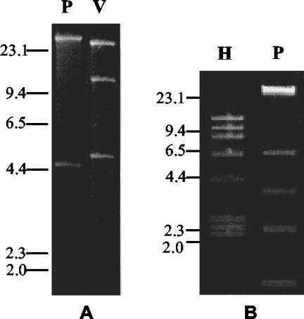 FIG. 2.