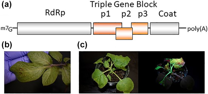 FIGURE 1