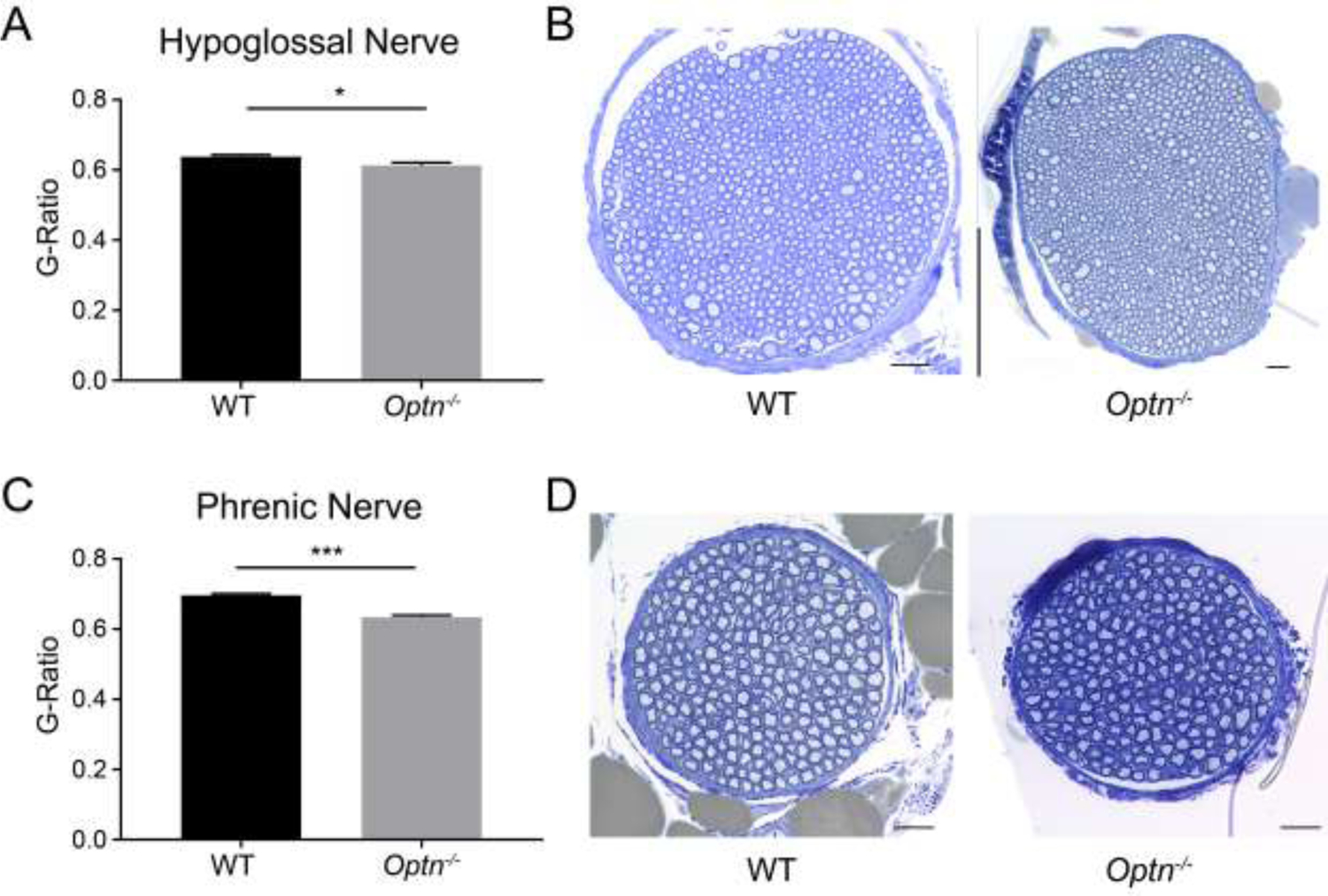 FIGURE 5: