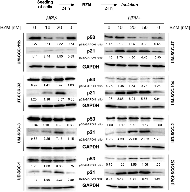 Supplementary Figure S1