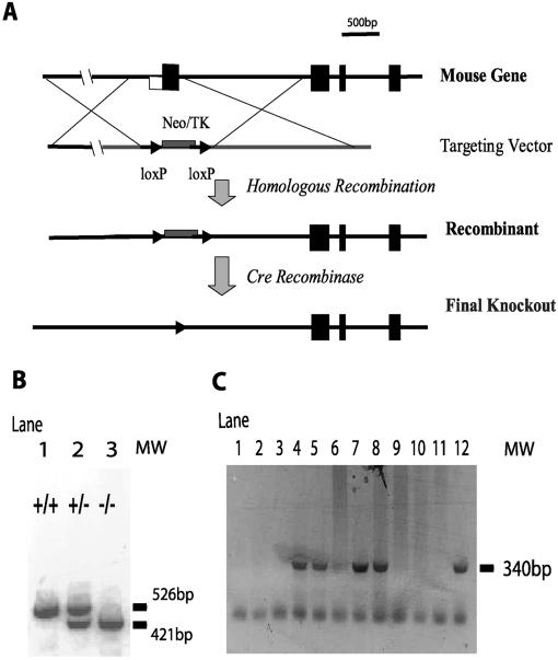 FIG. 1.